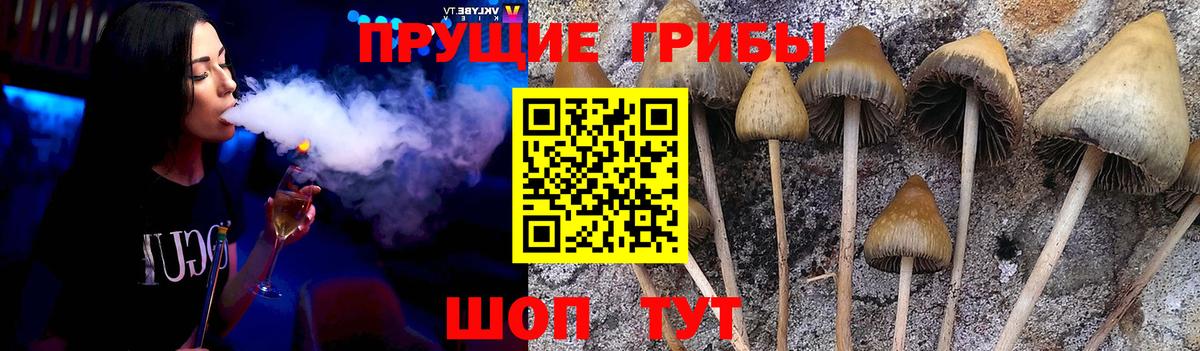 Псилоцибиновые грибы GOLDEN TEACHER  Вход с VPN  Железногорск  Псилоцибиновые грибы Psilocybe 